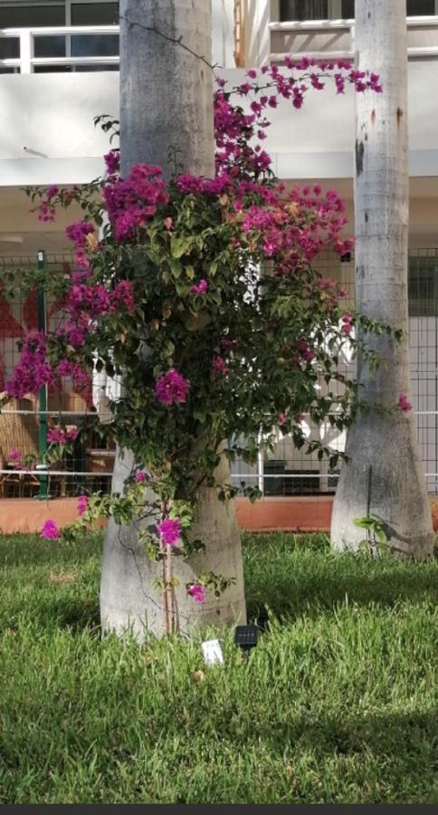 شقة Mama Yumbo بلايا ديل إنغلز المظهر الخارجي الصورة